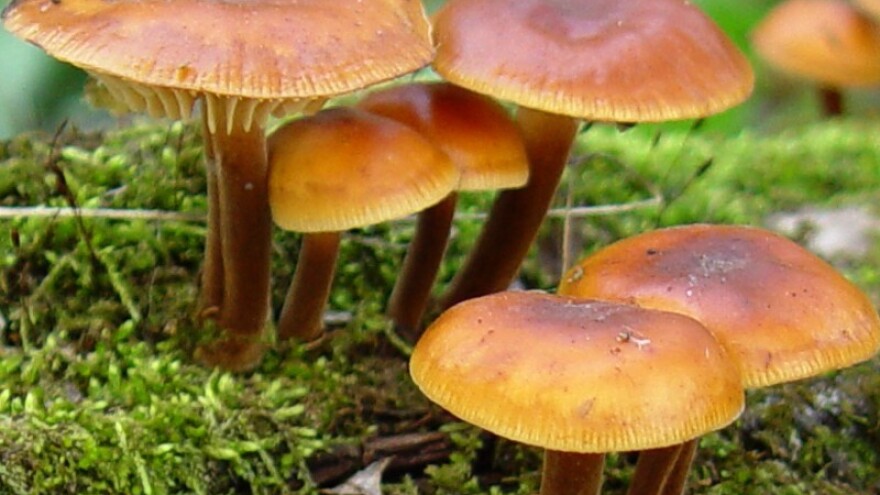 Prva gljiva astronaut