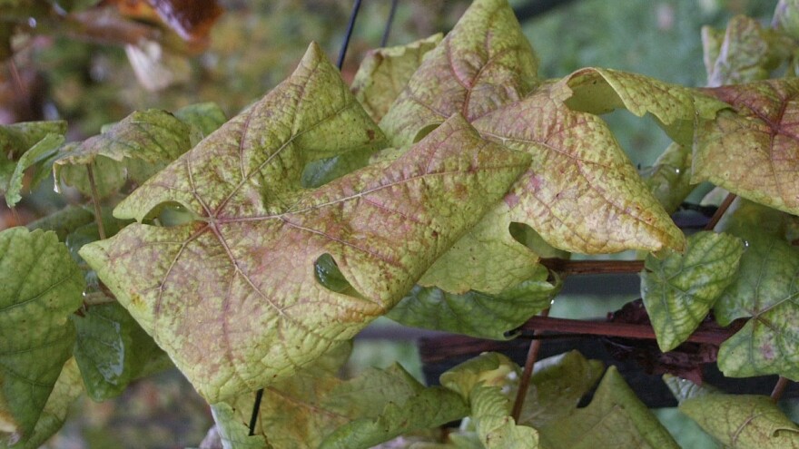 Zlatna žutica vinove loze: Objavljena karta demarkiranih područja za 2021.