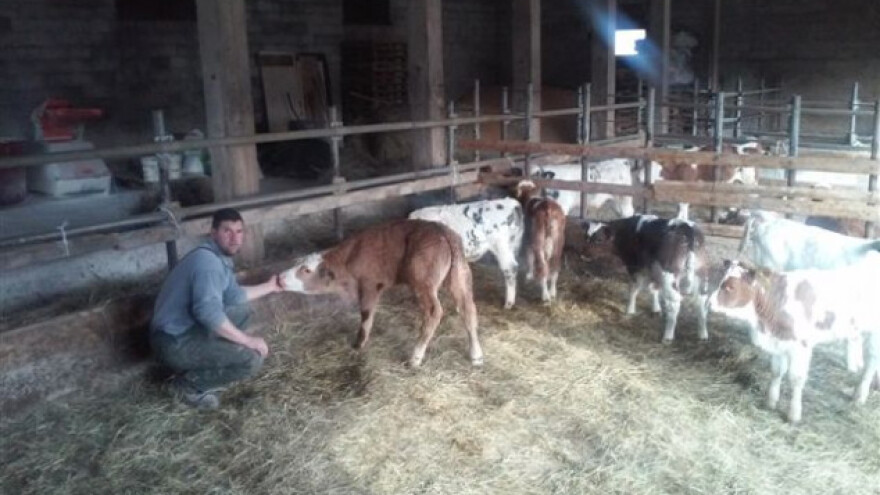 Mjerom 6 doveli slavonsku telad na istarski OPG