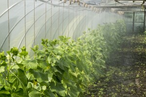 Krastavci u plasteniku: Savjeti za uspješnu kasnu proizvodnju