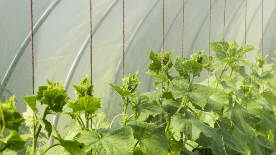 Skupite dokumentaciju, i u Goraždu dodjeljuju plastenike sa dodatnom opremom