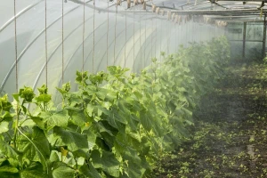 Saveti za uspešnu kasnu proizvodnju krastavaca u plasteniku