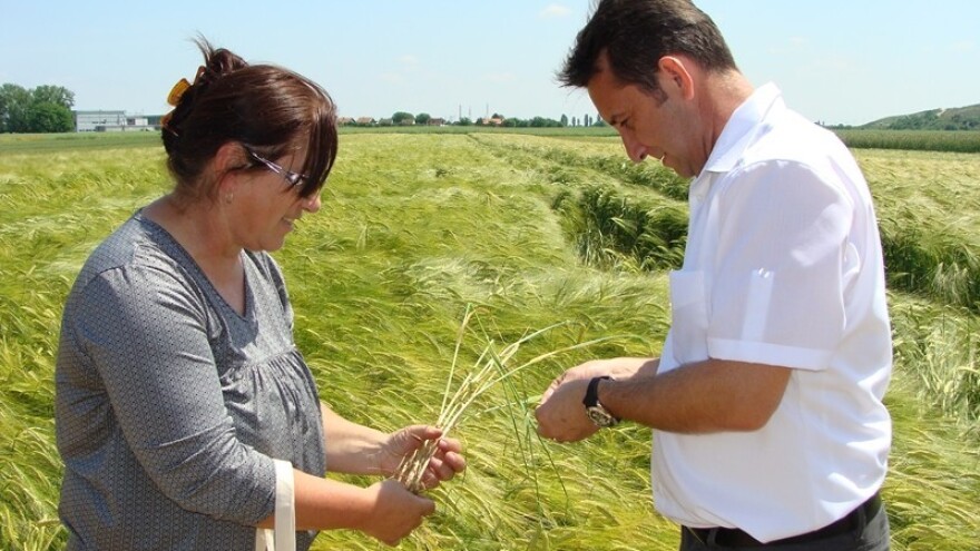 Dan polja pšenice, ječma, raži i uljane repice