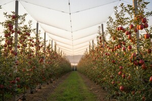 Florina na skupu voćara Republike Srpske u Gradiški