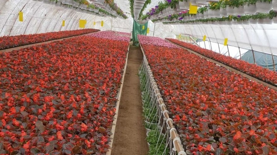 Odustali od ratarenja i okrenuli se uzgoju cvijeća jer je isplativije