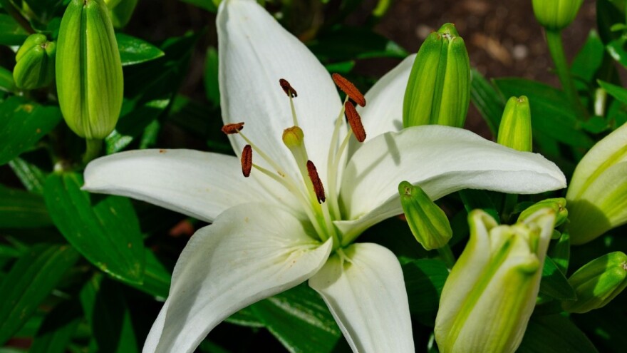 Ljiljan: egzotičan, mirisan - kako ga uzgajati
