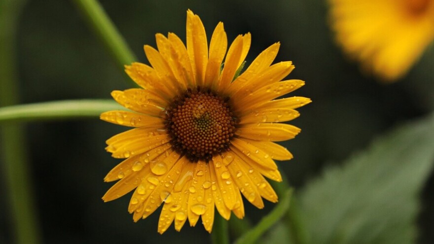 Jesen u julu? Oblaci, kiša, sjeverac i narednih dana