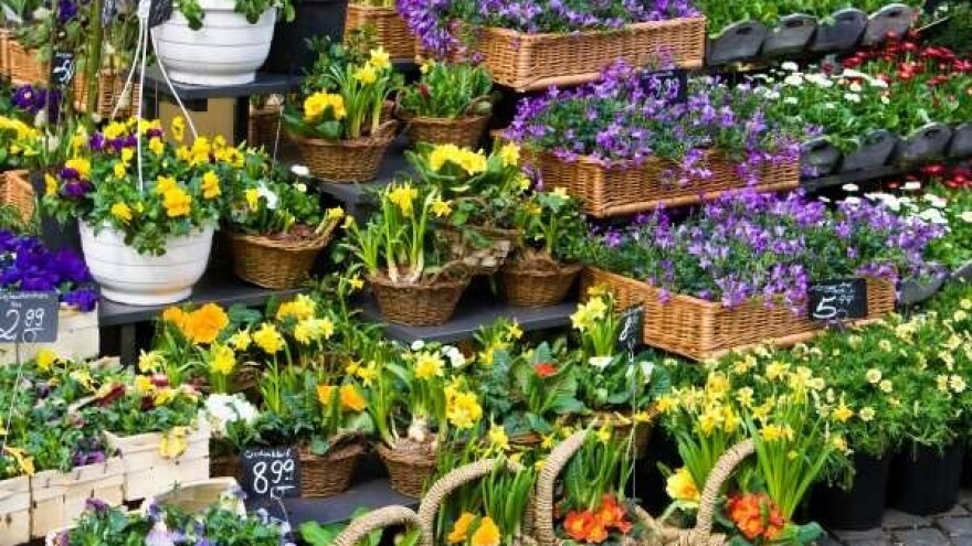 Sajam cvijeća i ukrasnog bilja u Dalj Planini