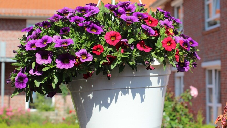 Kako njegovati cvijeće tokom ljeta?