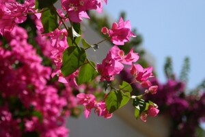 Bugenvilija - brazilska princeza, kraljica mediteranskih vrtova