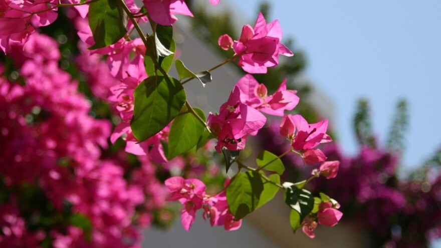 Bugenvilija - brazilska princeza, kraljica mediteranskih vrtova