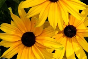 Rudbekija: nezahtjevna, a lijepa trajnica!