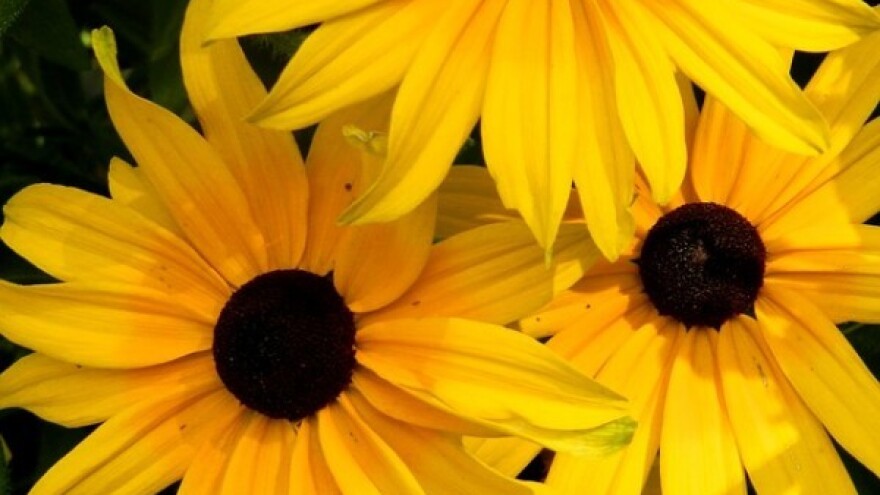 Rudbekija: nezahtjevna, a lijepa trajnica!