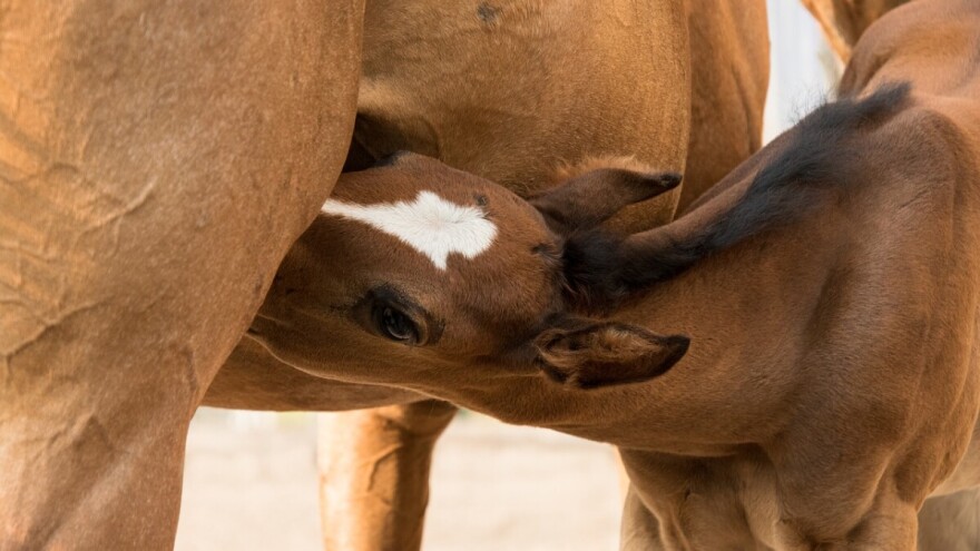 Uzgajivači konja - zahtjeve za potpore podnesite do kraja siječnja