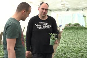 Prodaja rasada bez problema - najviše se traži paradajz