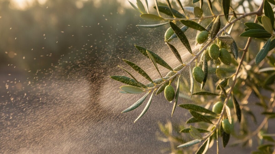 Folijarna prihrana voćaka i maslina