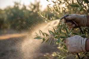 Folijarna prihrana voćaka i maslina