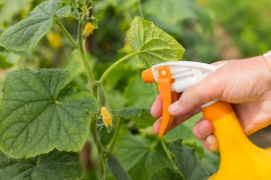Mleko, kopriva i humus - odlični za prihranu preko lista