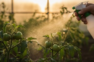 Folijarnom prihranom do zdravog povrća!