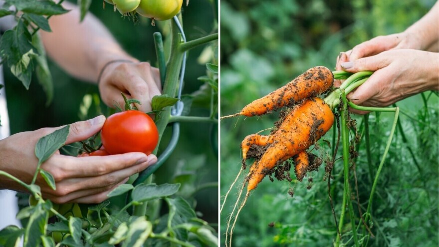 Šargarepa ili paradajz - koja hrana poboljšava naš vid?