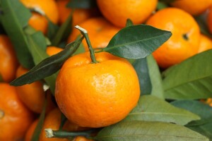 Privremeno zabranjena prodaja turskih mandarina