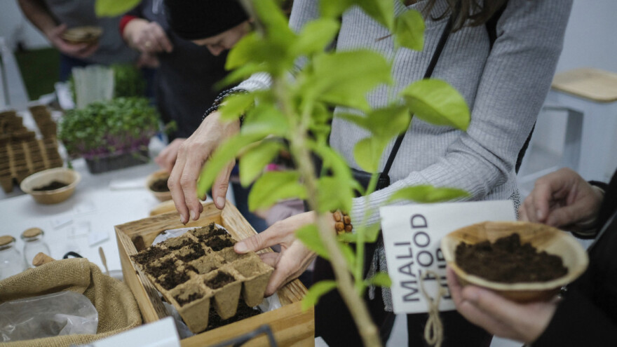 Mali Food Hub - ZMAG-ova velika razmjena sjemena
