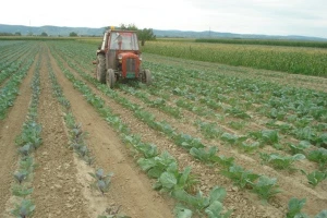 Doprinos mladih očuvanju Futoškog kupusa