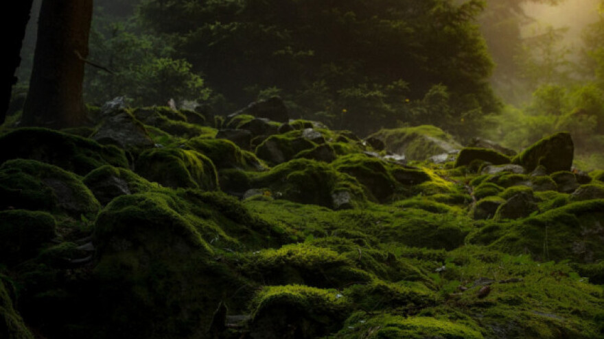 Šuma samoubojica u kojoj ni od kompasa nema pomoći