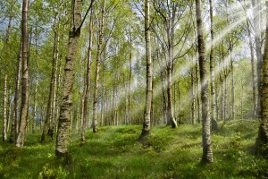 Objavljen Pravilnik o izmjeni Pravilnika o provedbi mjere 4