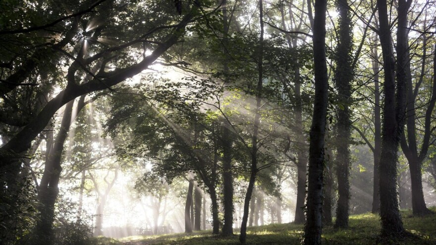 Slučajno posjekli stotine mladih stabala u gradskom parku