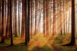 Europska komisija odobrila projekt Rosewood 4.0