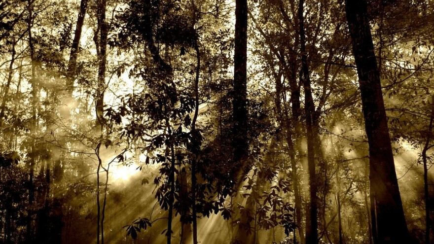 Što donosi Prijedlog pravilnika o uređivanju šuma?