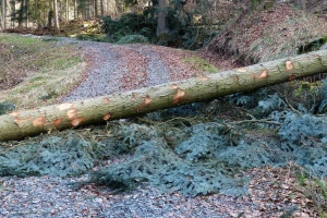 U Dubici poginuo S.M. prilikom šumskih radova, u Rogosiji P.N. uhapšen zbog bespravne sječe