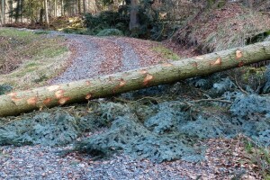 U Dubici poginuo S.M. prilikom šumskih radova, u Rogosiji P.N. uhapšen zbog bespravne sječe