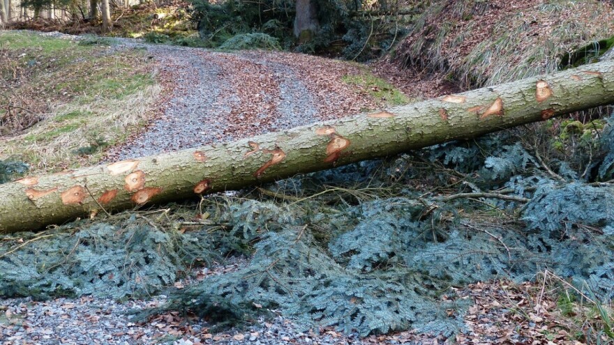 U Dubici poginuo S.M. prilikom šumskih radova, u Rogosiji P.N. uhapšen zbog bespravne sječe