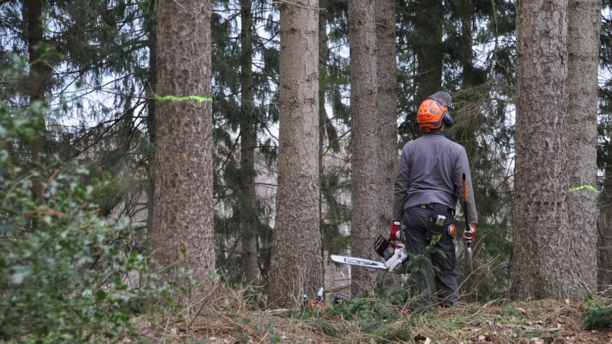 Višković: Kriminalne radnje i krađa šuma neće se tolerisati!