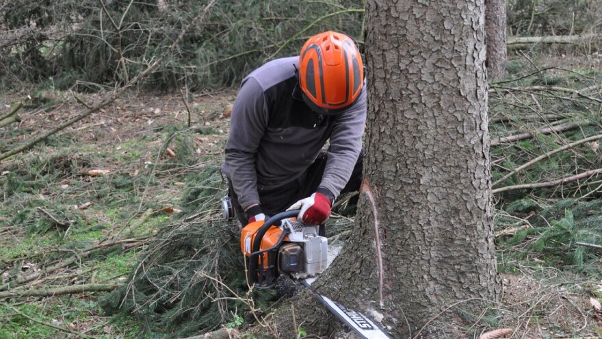 Mobitelom prate svako drvo - tko ga je obilježio za sječu, tko ga je posjekao, kod koga je završilo