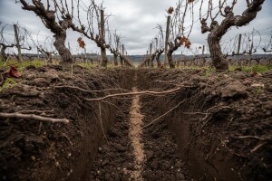 Fosfor i kalij u vinogradarskim tlima