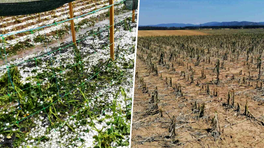 Ništa od žetve ove godine, a ni berbe voća: Požeški poljoprivrednici zbrajaju štete