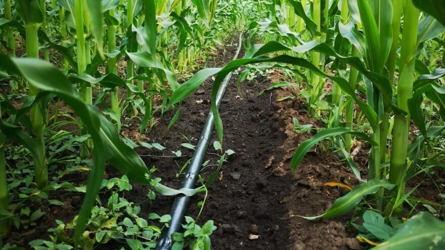 PIPELIFE: Navodnjavanjem do šest puta većih prinosa kukuruza?