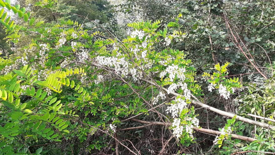 Cvjetao bagrem po drugi put: Zima će biti oštra i duga?