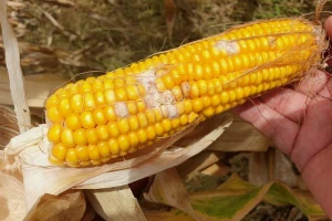 Kukuruz na poljima zaražen gljivama - ne koristiti za ishranu stoke
