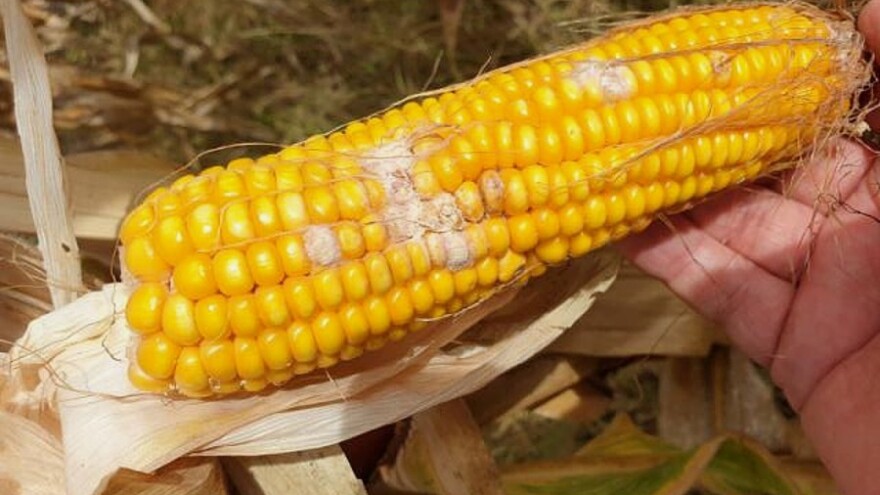 Kukuruz na poljima zaražen gljivama - ne koristiti za ishranu stoke