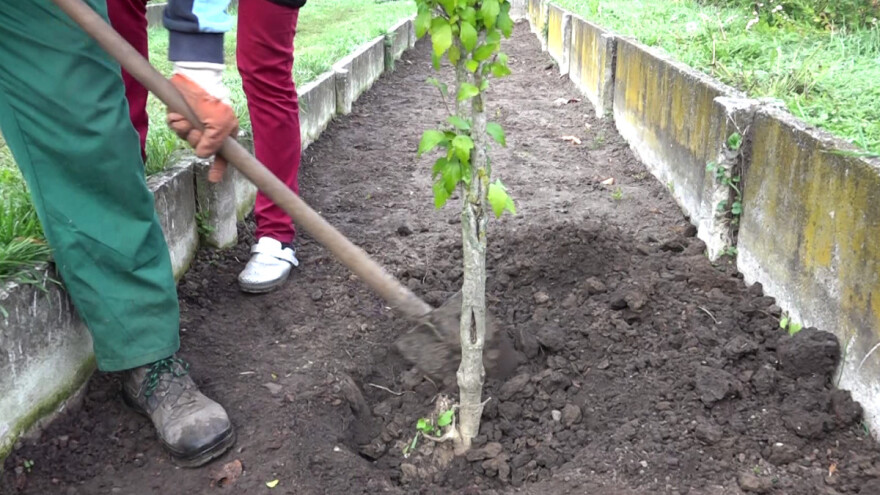 Koje biljne kulture se sade u jami i kako pripremiti zemljište?