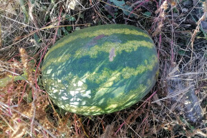 Lubenica sazrela u bašti u decembru - teška osam kilograma i slatka kao med?