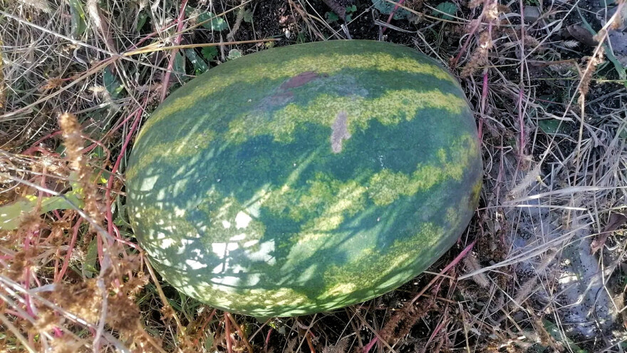 Lubenica sazrela u bašti u decembru - teška osam kilograma i slatka kao med?