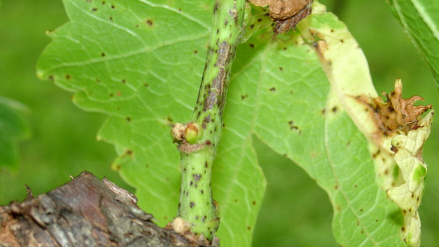 Kako se rešiti crne pegavosti vinove loze?