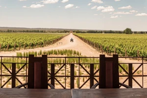 Predstavljamo pet najboljih svetskih vinograda