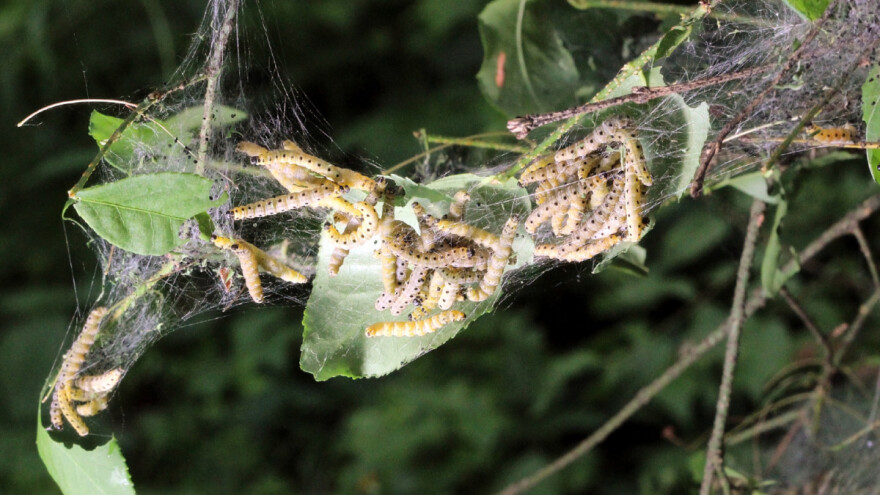 Dudovac u zasadima šljive i jabuke - opasnost od golobrsta