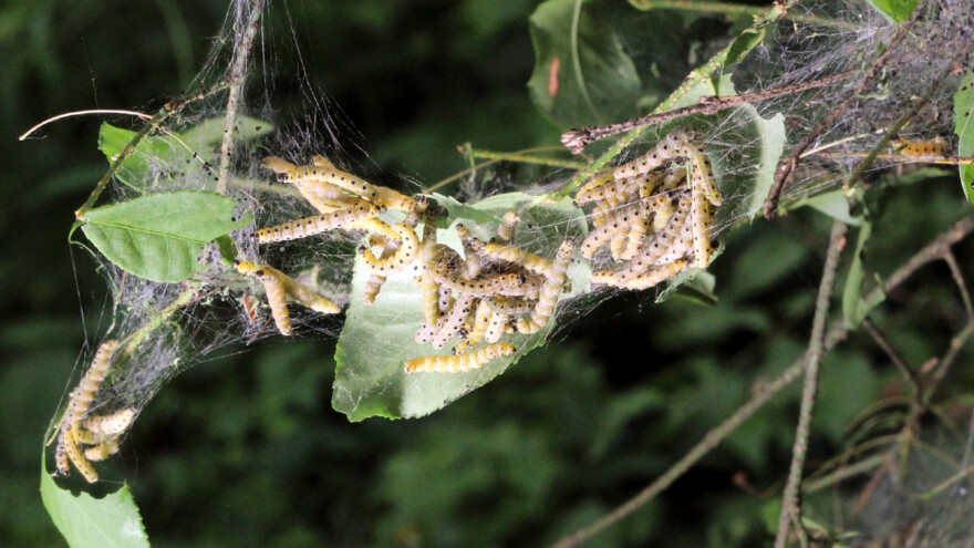 Pojavio se dudovac u zasadima šljive i jabuke - opasnost od golobrsta